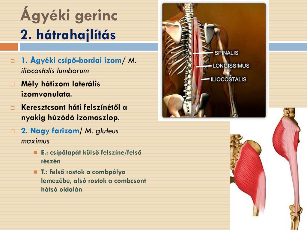 A gerincsérv és porckorongsérv részletesen, érthetően - Gerincfórum